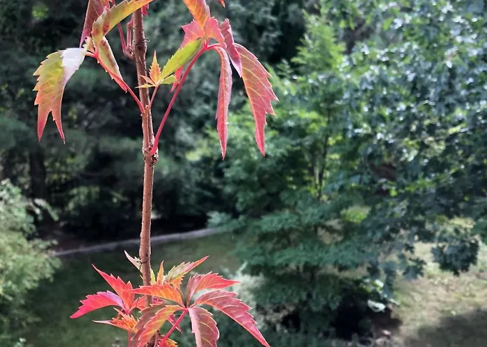 A Place Like Wiewiorcza * גדנסק